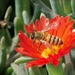 photo of Western Honey Bee (Apis mellifera)