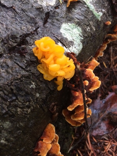 golden ear