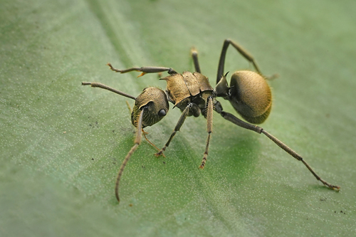 警觉多刺蚁Polyrhachis vigilans