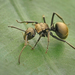 Polyrhachis vigilans - Photo (c) hlchan, all rights reserved, uploaded by hlchan