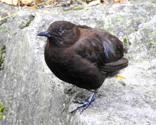 Brown Dipper