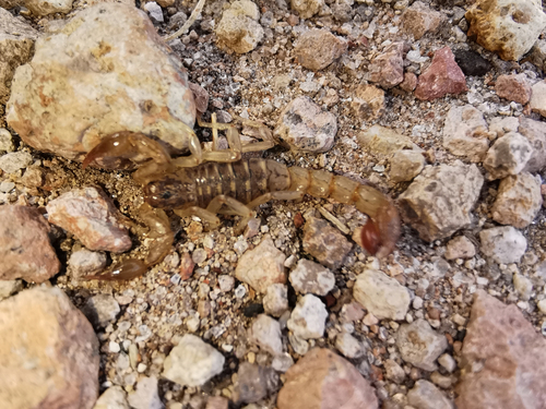 Chihuahuanus bilineatus