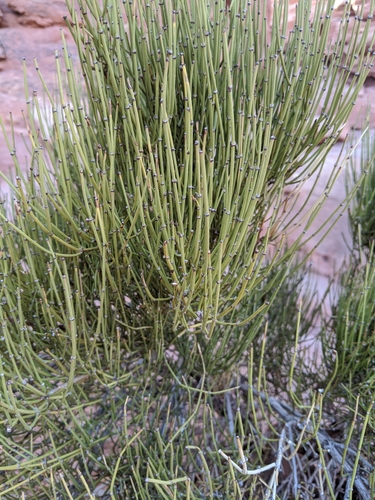 Green Ephedra