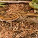 Knox's Ocellated Sand Lizard - Photo (c) Tyrone Ping, all rights reserved, uploaded by Tyrone Ping