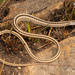 Large-scale Snake Lizard - Photo (c) Tyrone Ping, all rights reserved, uploaded by Tyrone Ping