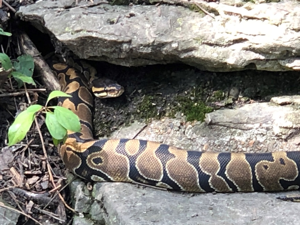 Ball Python Washinton Ball Python in September 2020 by cpdlauren · iNaturalist