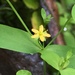 Dwarf St. John's Wort - Photo (c) jtuttle, all rights reserved, uploaded by jtuttle