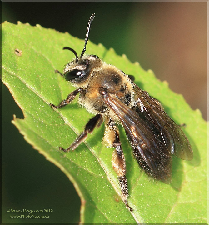 Snow Mining Bee