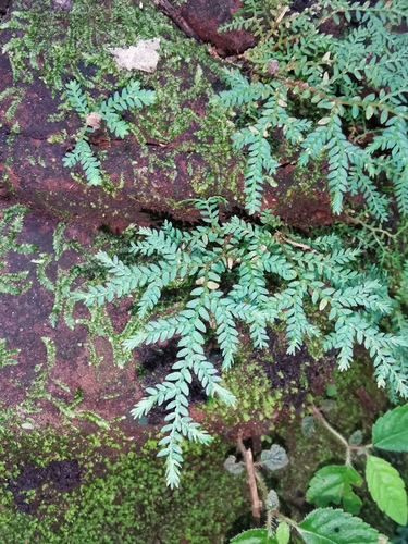 Selaginella tenella