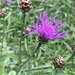 Centaurea jacea timbalii - Photo (c) Alain Cervantes, all rights reserved, uploaded by Alain Cervantes