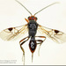 Ladybird Parasitoid Wasp - Photo (c) Alain Hogue, all rights reserved, uploaded by Alain Hogue