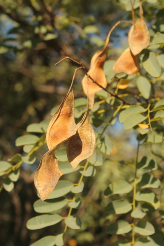 Myrospermum