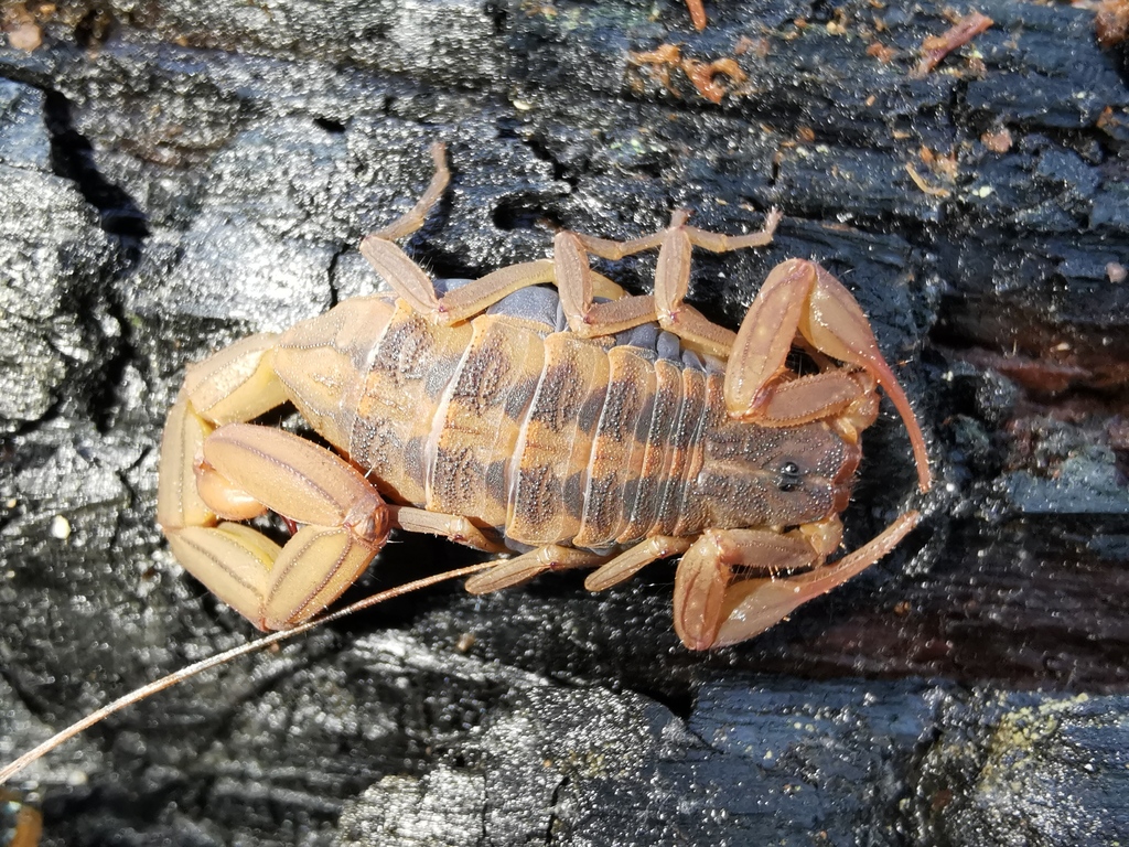 Centruroides infamatus from Uruapan, Mich., México on September 25