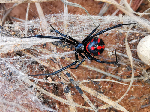 Latrodectus occidentalis