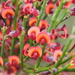 Daviesia brevifolia - Photo (c) andrewsteward, todos los derechos reservados