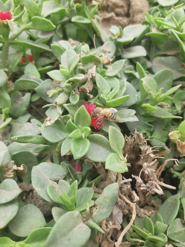 photo of Western Honey Bee (Apis mellifera)