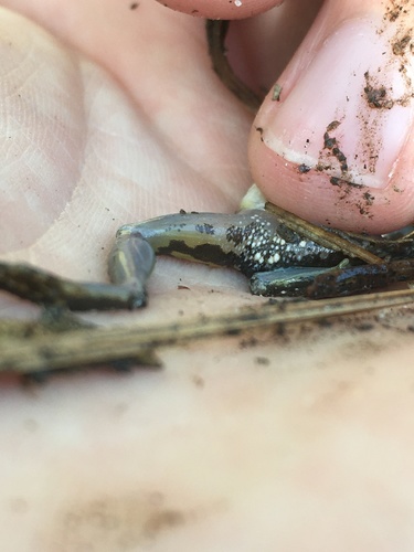 Northern Cricket Frog