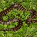 Highveld Garter Snake - Photo (c) Tyrone Ping, all rights reserved, uploaded by Tyrone Ping