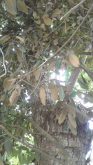 Image of Quadrella odoratissima