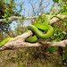 Eastern Green Mamba - Photo (c) Tyrone Ping, all rights reserved, uploaded by Tyrone Ping