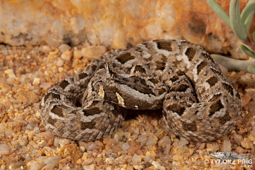 Many-horned Adder (Bitis cornuta)