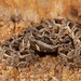 Many-horned Adder - Photo (c) Tyrone Ping, all rights reserved, uploaded by Tyrone Ping