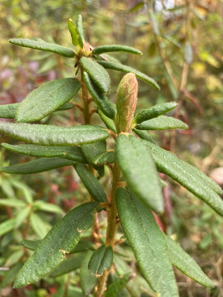 what eats bog labrador tea