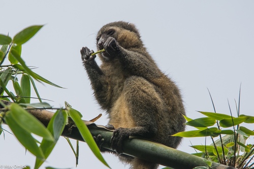 Golden Bamboo Lemur