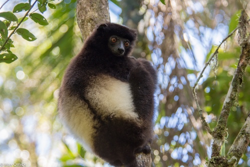 Milne-Edwards' Sifaka