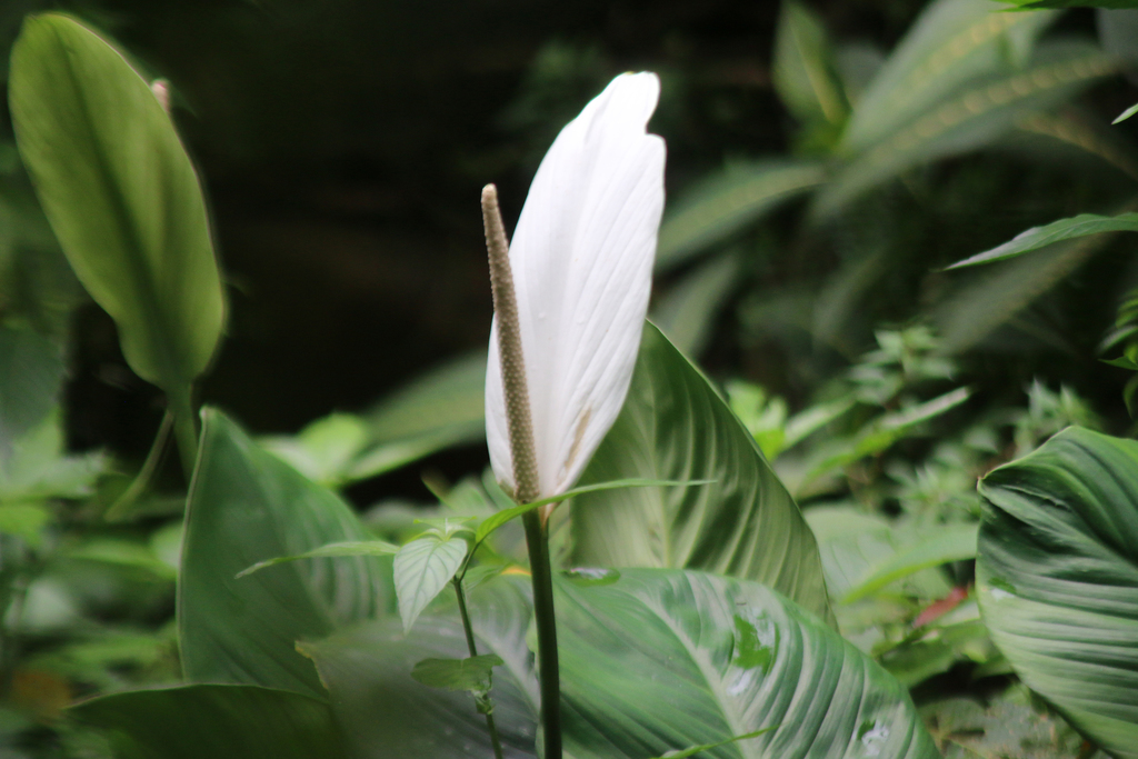 Spathiphyllum cannifolium · NaturaLista Mexico