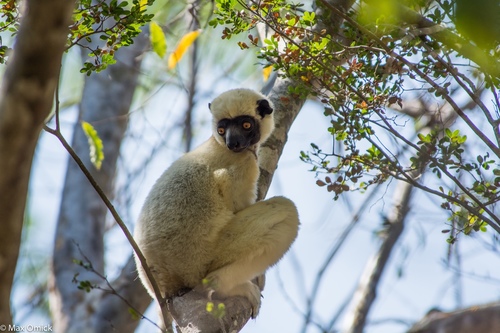 Von der Decken's Sifaka
