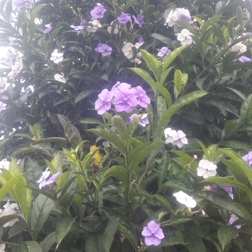 bigfruit raintree (Brunfelsia macrocarpa)