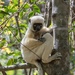 Von Der Decken's Sifaka - Photo (c) Max Omick, all rights reserved, uploaded by Max Omick