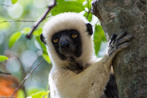 Von der Decken's Sifaka