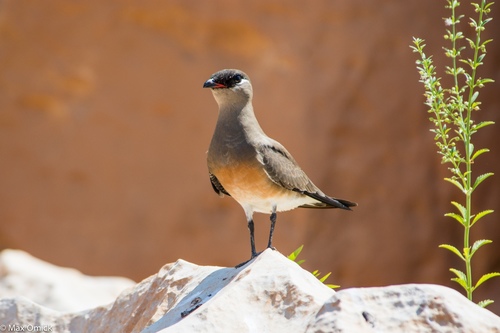 Madagascar Pratincole