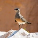 Madagascar Pratincole - Photo (c) Max Omick, all rights reserved, uploaded by Max Omick