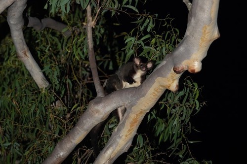 Greater Glider