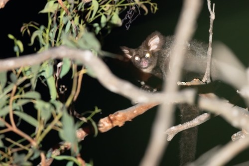 Greater Glider