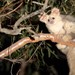 Greater Glider - Photo (c) Catherine Madden, all rights reserved, uploaded by Catherine Madden