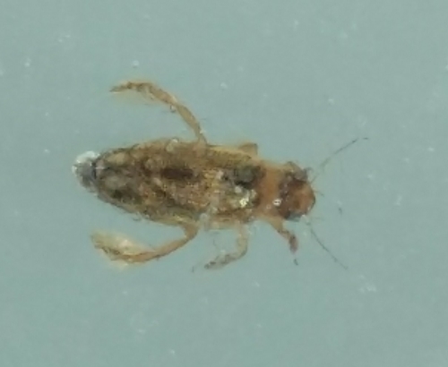 Lancetes varius
