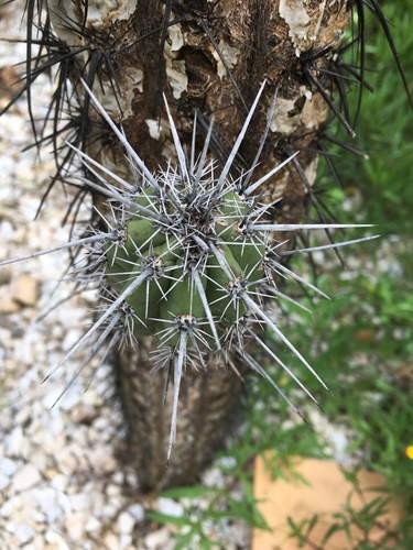 Lemaireocereus hollianus
