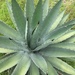 Agave macroacantha - Photo (c) M. Domínguez-Laso, all rights reserved