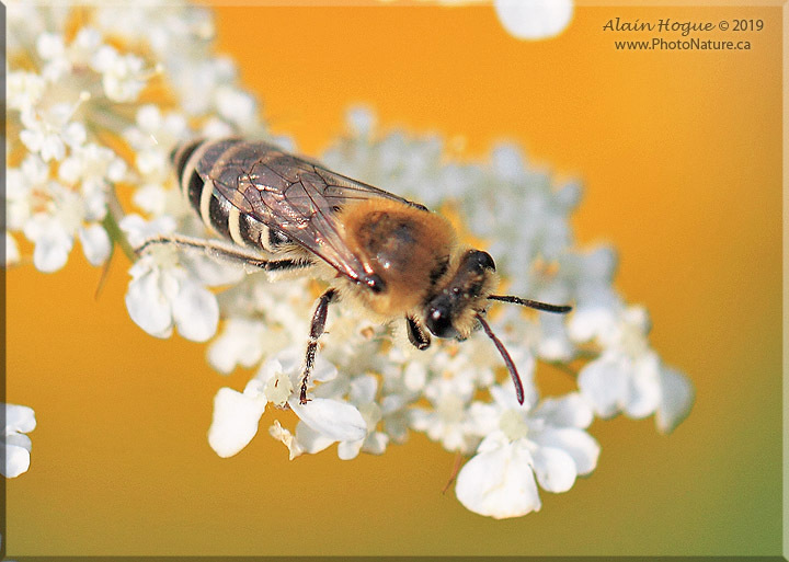 Alkali Bee