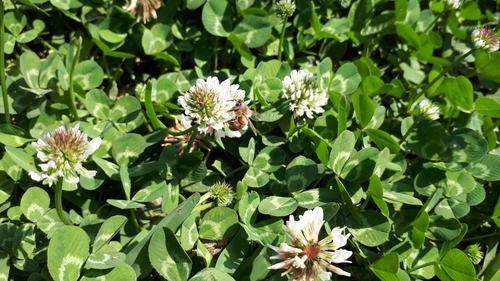 photo of Western Honey Bee (Apis mellifera)