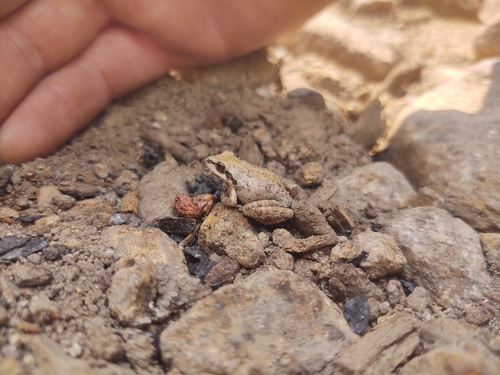iNaturalist observation photo of Pacific chorus frog
