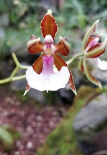 Cariniferum Orchid