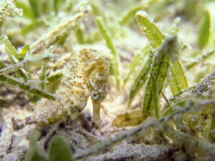 Hippocampus fuscus