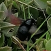 photo of (Neoxylocopa)