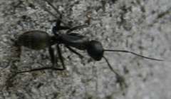 Camponotus japonicus image