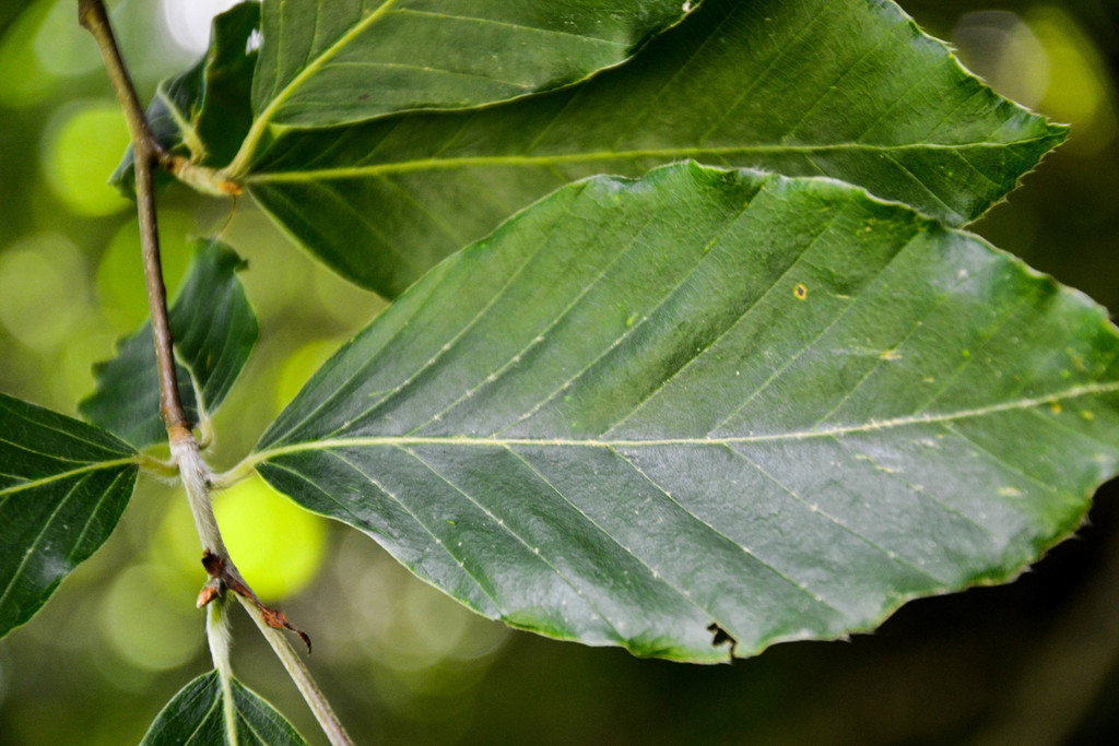 Fagus orientalis — a medium houseplant